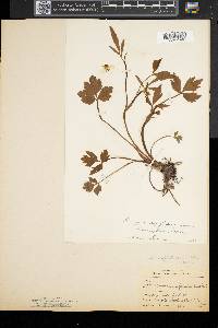 Ranunculus septentrionalis image