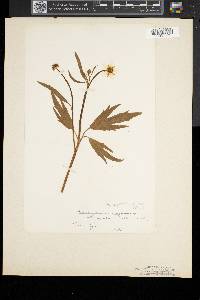 Ranunculus septentrionalis image