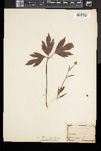 Ranunculus septentrionalis image