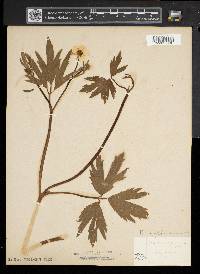 Ranunculus septentrionalis image
