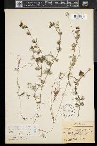 Ranunculus trichophyllus image