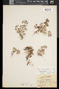 Ranunculus trichophyllus image