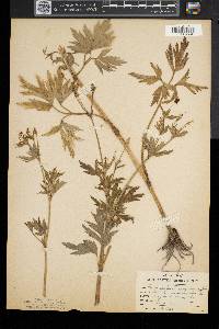 Ranunculus pennsylvanicus image