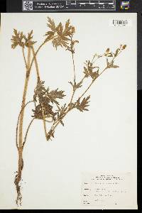 Ranunculus pennsylvanicus image