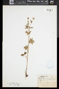 Ranunculus pennsylvanicus image