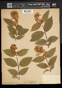 Philadelphus coronarius image