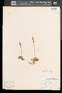 Goodyera repens image