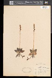 Goodyera repens image