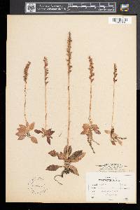 Goodyera repens image