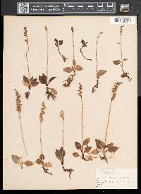 Goodyera repens image