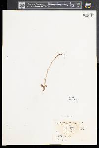Goodyera repens image