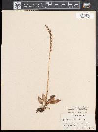 Goodyera tesselata image