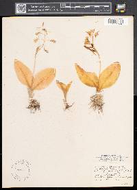 Liparis liliifolia image