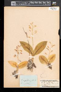 Liparis liliifolia image