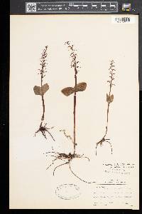 Listera australis image