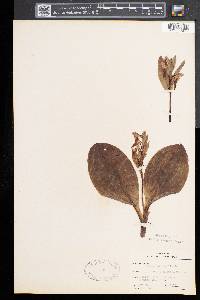 Galearis spectabilis image