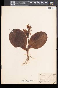 Galearis spectabilis image