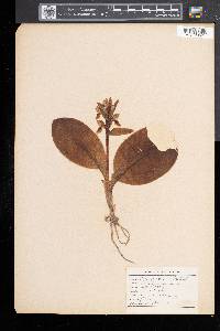 Galearis spectabilis image