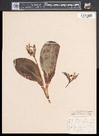 Galearis spectabilis image