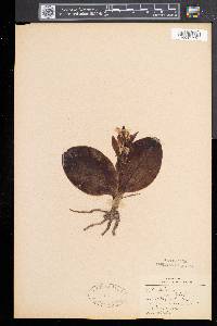 Galearis spectabilis image