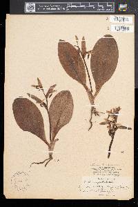 Galearis spectabilis image