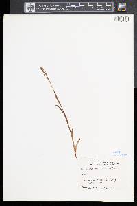 Platanthera clavellata image