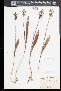 Platanthera clavellata image