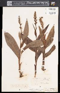 Platanthera flava image