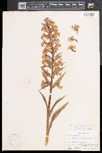 Platanthera grandiflora image