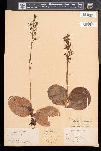 Platanthera hookeri image