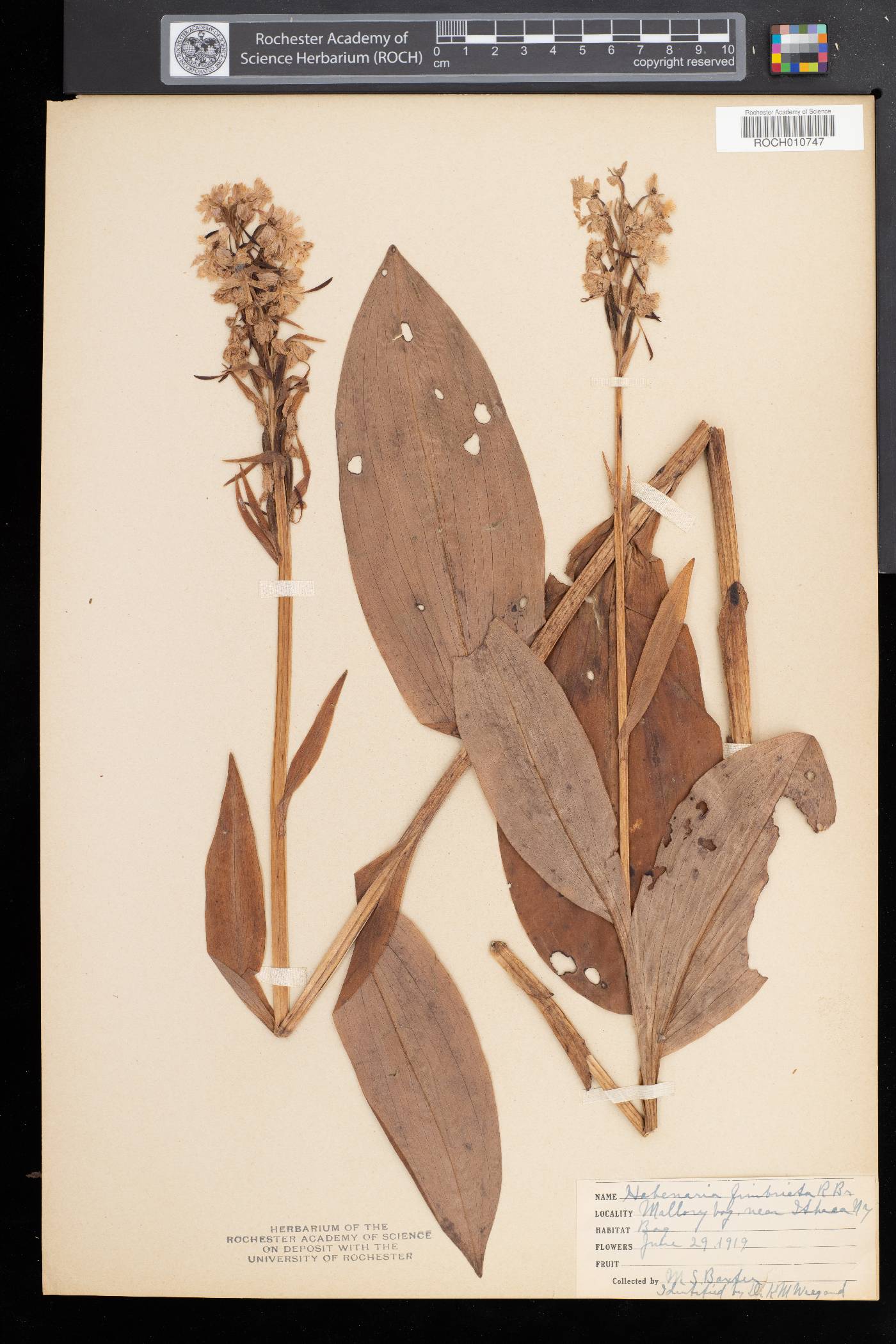 Platanthera grandiflora image