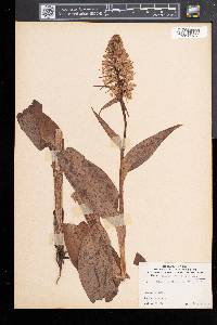 Platanthera grandiflora image