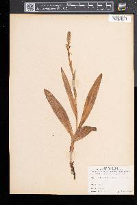 Platanthera hyperborea image