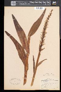 Platanthera hyperborea image
