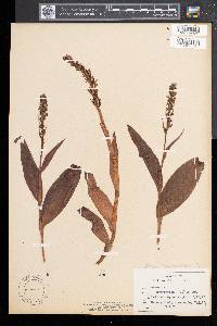 Platanthera hyperborea image