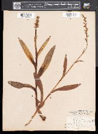 Platanthera hyperborea image