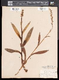Platanthera hyperborea image
