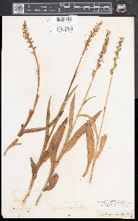 Platanthera hyperborea image