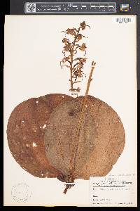 Platanthera orbiculata image