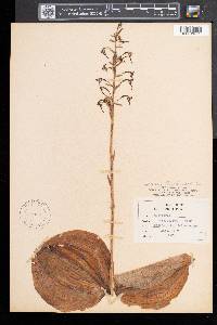 Platanthera orbiculata image