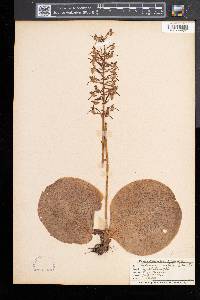 Platanthera orbiculata image