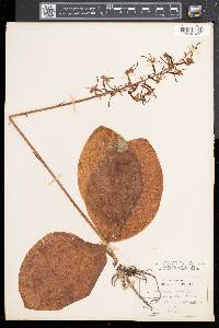 Platanthera orbiculata image