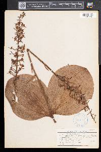 Platanthera orbiculata image