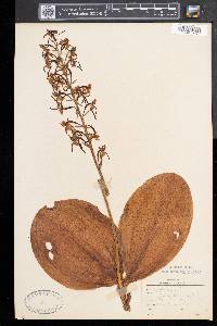 Platanthera orbiculata image