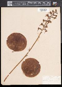 Platanthera orbiculata image