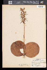 Platanthera orbiculata image