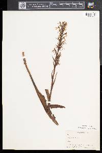 Platanthera lacera image
