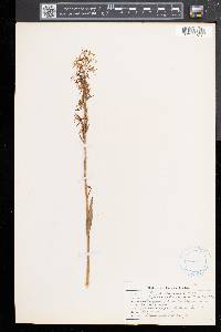 Platanthera lacera image