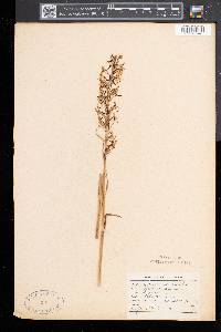 Platanthera lacera image