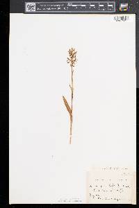 Platanthera lacera image